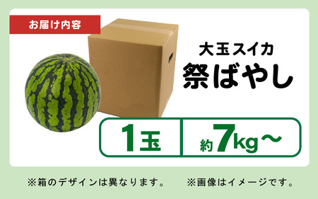 【先行予約】藤重農園の大玉スイカ『祭ばやし』 1玉（7kg～） ≪満足度高い大きなスイカ≫／ 果物 フルーツ 西瓜 すいか ギフト 農家直送 美肌 ビタミン豊富 福井県 あわら市 なんとリコピンはトマトの1.5倍！ ※2026年6月中旬以降順次発送 [aw083-a001]