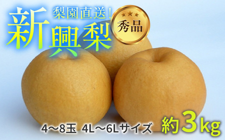 先行予約】上野梨園の新興梨 約3kg 4L～6L【秀品】《数量限定》梨園直送！ / 期間限定 果物 フルーツ 農家直送 シャキシャキ もぎたて 旬  お取り寄せ ※2024年10月上旬より順次発送 | 福井県あわら市 | ふるさと納税サイト「ふるなび」