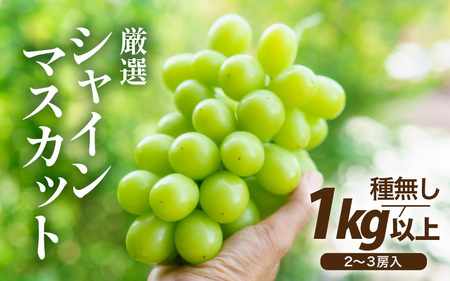 【先行予約】厳選シャインマスカット 1kg以上（2～3房）【種なし】フルーツパークOKAYU / 葡萄 シャインマスカット 完熟 旬 フルーツ 果物 福井県 あわら市 あわら産 農家おすすめ 皮ごと食べれる 甘い 高級 人気 ※2026年9月中旬より順次発送 [aw007-a005]