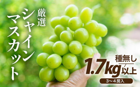 【先行予約】厳選シャインマスカット 1.7kg以上（3～4房）【種なし】フルーツパークOKAYU / 葡萄 シャインマスカット 完熟 旬 フルーツ 果物 福井県 あわら市 あわら産 農家おすすめ 皮ごと食べれる 甘い 高級 人気 ※2026年9月中旬より順次発送 [aw007-b004]