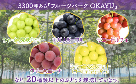 【先行予約】厳選シャインマスカット 1.7kg以上（3～4房）【種なし】フルーツパークOKAYU / 葡萄 シャインマスカット 完熟 旬 フルーツ 果物 福井県 あわら市 あわら産 農家おすすめ 皮ごと食べれる 甘い 高級 人気 ※2026年9月中旬より順次発送 [aw007-b004]