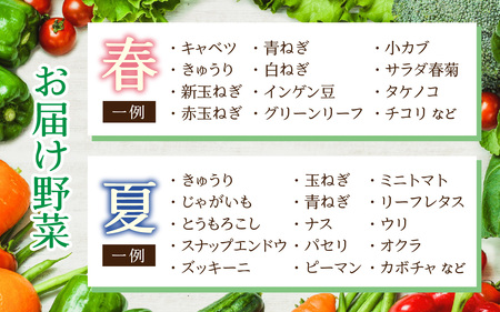 【6ヶ月連続お届け】農家直送 旬の野菜セット 7品目以上 1箱 ／ 定期便 6回 季節 野菜 ボックス BOX セット セレクト 農家 おまかせ 多品目 旬 詰め合わせ 根菜 葉物