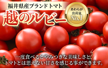 【先行予約】高糖度 ミディトマト 越のルビー パック入り 約1kg 5パック（25～45個入） / 福井県産 ブランド トマト 福井県産ブランドトマト  農家直送 有機肥料 低農薬 完熟 甘い ※2025年9月中旬より順次発送 [aw069-a009]