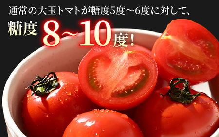 【先行予約】高糖度 ミディトマト 越のルビー パック入り 約1kg 5パック（25～45個入） / 福井県産 ブランド トマト 福井県産ブランドトマト  農家直送 有機肥料 低農薬 完熟 甘い ※2025年9月中旬より順次発送 [aw069-a009]