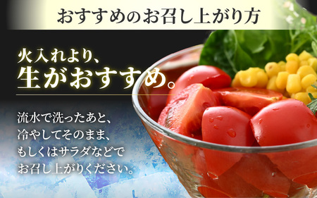 【先行予約】高糖度 ミディトマト 越のルビー パック入り 約1kg 5パック（25～45個入） / 福井県産 ブランド トマト 福井県産ブランドトマト  農家直送 有機肥料 低農薬 完熟 甘い ※2025年9月中旬より順次発送 [aw069-a009]