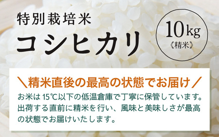 令和7年産 特別栽培米 コシヒカリ 精米 10kg×1袋（計10kg） [aw121-b003]