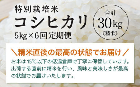 定期便 ≪6ヶ月連続お届け≫ 令和7年産 特別栽培米 コシヒカリ 精米 5kg×6回（計30kg） [aw121-i001]