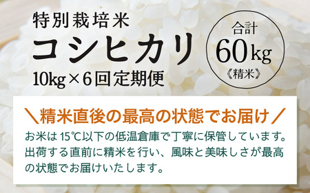 定期便 ≪6ヶ月連続お届け≫ 令和7年産 特別栽培米 コシヒカリ 精米 10kg×6回（計60kg） [aw121-m002]