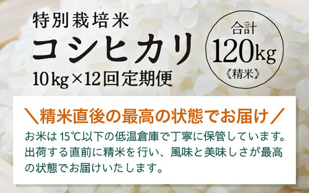 定期便 ≪12ヶ月連続お届け≫ 令和7年産 特別栽培米 コシヒカリ 精米 10kg×12回（計120kg） [aw121-p002]