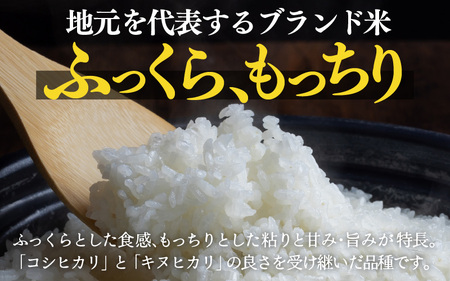 令和7年産 あきさかり 無洗米 10kg × 1袋（計10kg） ／ 米 10キロ 福井県産 ブランド米 あきさかり ご飯 白米 新鮮 高品質米 [aw121-b004]