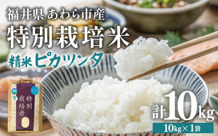 【令和7年産】化学肥料不使用 特別栽培米 ピカツンタ 精米 10kg×1袋 / 白米 米 福井県あわら市産 美味しい 特別栽培米 減農薬 安心な米 旨味 甘み もっちり 冷蔵保管米 [aw010-b011]