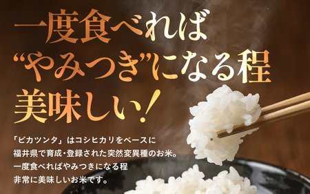 【令和7年産】化学肥料不使用 特別栽培米 ピカツンタ 精米 10kg×1袋 / 白米 米 福井県あわら市産 美味しい 特別栽培米 減農薬 安心な米 旨味 甘み もっちり 冷蔵保管米 [aw010-b011]