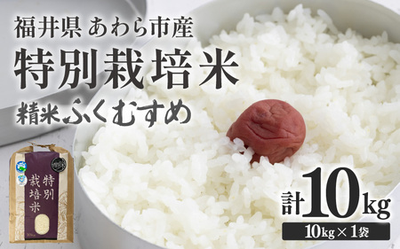 【令和7年産】化学肥料不使用 特別栽培米 ふくむすめ 精米 10kg × 1袋 / 白米 米 福井県あわら市産 美味しい 特別栽培米 減農薬 安心な米 旨味 甘み もっちり 冷蔵保管米 [aw010-b010]