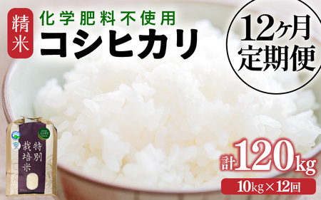 【令和7年産】定期便 ≪12ヶ月連続お届け≫  化学肥料不使用 特別栽培米 コシヒカリ 精米 10kg × 12回（合計120kg） [aw010-p002]