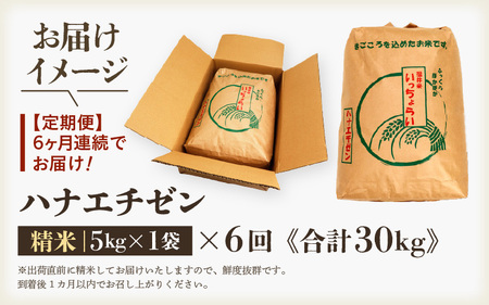 【先行予約】【令和8年産・新米】【一等米】＜定期便6回＞ ハナエチゼン 精米 5kg × 6回（30kg）《発送直前精米！》 ／ 福井県産 ブランド米 ご飯 白米 お米 コメ 新鮮 大賞 受賞 新米 福井県あわら産 ※2026年9月上旬以降順次発送予定 [aw012-f010]