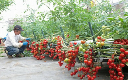 七色の味のトマトのジュース「金兵衛」（12本） [aw024-a001]