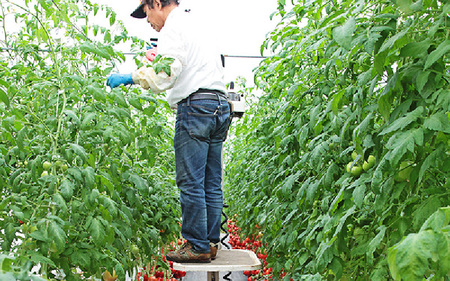 七色の味のトマトのジュース「金兵衛」（12本） [aw024-a001]