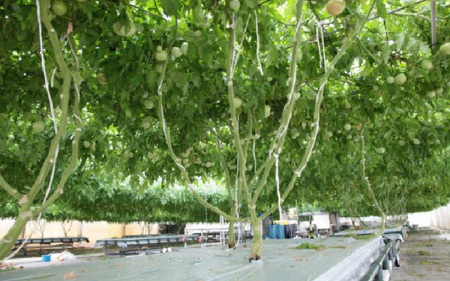 七色の味のトマトのジュース「金兵衛」（12本） [aw024-a001]