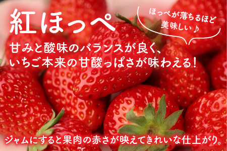 あわらの大人気 観光いちご農園「農楽里」で採れた「紅ほっぺ」のいちごジャム 140g×4瓶 