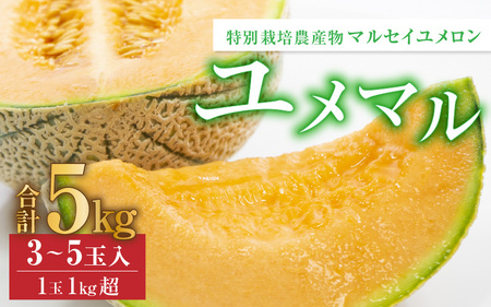 【先行予約】マルセイユメロン 3～5玉入「ユメマル」5kg《とろけるような食感！》／ 果物 フルーツ 赤肉 メロン 濃厚 果肉 産地直送 あわら 大賞 受賞  ※2026年6月中旬より順次発送 [aw012-a025]
