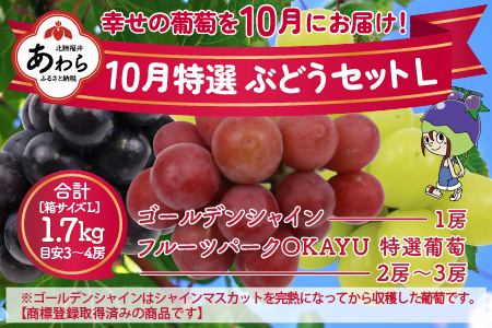 【先行予約】10月特選 ぶどうセットL 1.7kg以上（3～4房）／ 葡萄 シャインマスカット 完熟 ゴールデン シャイン 品種 おまかせ あわら 農家おすすめ ※2024年10月より順次発送