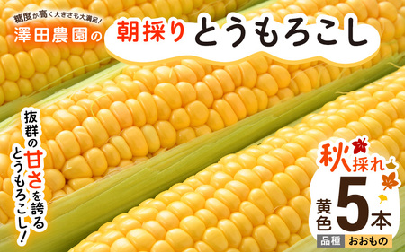先行予約】秋とうもろこし 5本 おおもの 黄色 朝採り ／ 期間限定 数量  