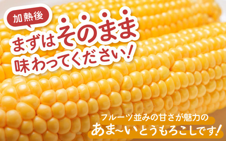 【先行予約】秋とうもろこし 5本 おおもの 黄色 朝採り ／ 期間限定 数量限定 ハウス栽培 産地直送 甘い スイートコーン とうもろこし 野菜 あわら ※2026年10月10日より順次発送 [aw039-a013]