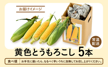 先行予約】秋とうもろこし 5本 おおもの 黄色 朝採り ／ 期間限定 数量  