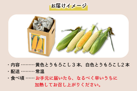 【先行予約】秋とうもろこし 黄色 白色 計5本 おおもの 朝採り ／ 期間限定 数量限定 ハウス栽培 産地直送 甘い ミックス スイートコーン 白い とうもろこし ホワイトコーン 野菜 あわら ※2024年10月10日より順次発送