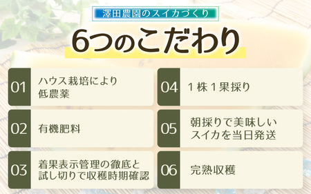 【先行予約】大玉スイカ『金色羅皇』（7kg以上 1玉入） スイカ史上 最高糖度！ ／ あわら 果物 フルーツ 高糖度 すいか 産地直送 ※2026年6月中旬より順次発送 [aw039-a010]