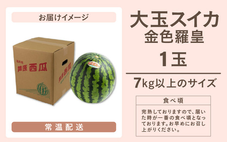 【先行予約】大玉スイカ『金色羅皇』（7kg以上 1玉入） スイカ史上 最高糖度！ ／ あわら 果物 フルーツ 高糖度 すいか 産地直送 ※2026年6月中旬より順次発送 [aw039-a010]