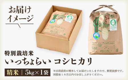 【令和7年産・新米】【一等米】特別栽培米 いっちょらい 精米 5kg ／福井県産 ブランド米 コシヒカリ ご飯 白米 新鮮 大賞 受賞 [aw012-a022]