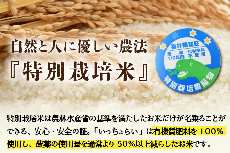 【令和6年産 新米】【一等米】《定期便6回》特別栽培米 いっちょらい 精米 5kg（計30kg）／ 福井県産 ブランド米 コシヒカリ ご飯 白米 新鮮 大賞 受賞