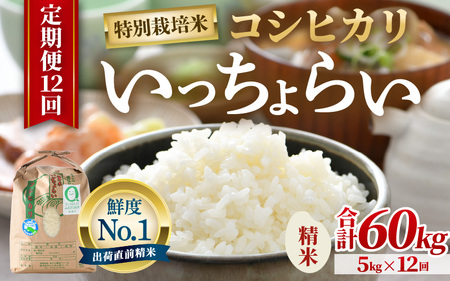【先行予約】【令和8年産・新米】【一等米】《定期便12回》特別栽培米 いっちょらい 精米 5kg × 12回（計60kg）／ 福井県産 ブランド米 コシヒカリ ご飯 白米 新鮮 大賞 受賞 ※2026年10月上旬以降順次発送予定 [aw012-l007]