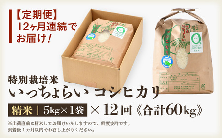 【先行予約】【令和8年産・新米】【一等米】《定期便12回》特別栽培米 いっちょらい 精米 5kg × 12回（計60kg）／ 福井県産 ブランド米 コシヒカリ ご飯 白米 新鮮 大賞 受賞 ※2026年10月上旬以降順次発送予定 [aw012-l007]