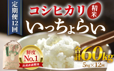 【令和7年産・新米】【一等米】《定期便12回》いっちょらい 精米 5kg × 12回（計60kg）／ 福井県産 ブランド米 コシヒカリ ご飯 白米 新鮮 大賞 受賞 新米 福井県あわら産 [aw012-l002]