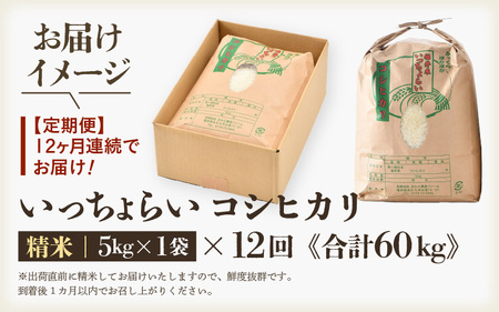 【令和7年産・新米】【一等米】《定期便12回》いっちょらい 精米 5kg × 12回（計60kg）／ 福井県産 ブランド米 コシヒカリ ご飯 白米 新鮮 大賞 受賞 新米 福井県あわら産 [aw012-l002]