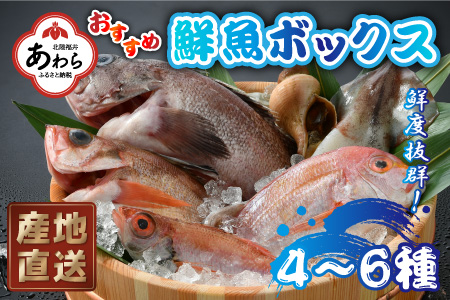 希望日 希望時間にお届け おすすめ鮮魚ボックス 4 6種セット 水圧神経締め 血抜き処理を行い鮮度キープ 福井県産 福井県あわら市 ふるさと納税サイト ふるなび