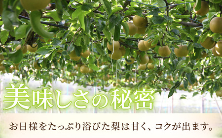 【先行予約】《数量限定》新興梨 9～10玉入 約5kg 歯ごたえ抜群！ もぎたて 新鮮 ／ 期間限定 果物 フルーツ 農家直送 お取り寄せ 新興 梨 なし 福井県 あわら市※2026年10月中旬より順次発送 [aw042-a002]