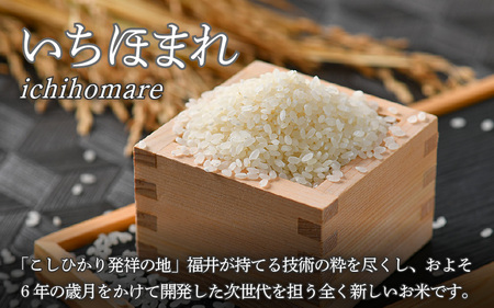 福井県産　いちほまれ　特A 白米 10kg×1袋 令和6年産　精米25年5月中旬 楽天市場】いちほまれ 10kg 福井県産 令和6年 特A米 一宮精米