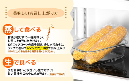 【先行予約】朝採り ピクニックコーン 黄色 10本入《生でも食べれる！希少品》 ／ 野菜 とうもろこし スイートコーン ※2026年6月上旬以降順次発送 [aw028-a007]