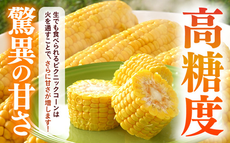 【先行予約】朝採り ピクニックコーン 黄色 10本入《生でも食べれる！希少品》 ／ 野菜 とうもろこし スイートコーン ※2026年6月上旬以降順次発送 [aw028-a007]