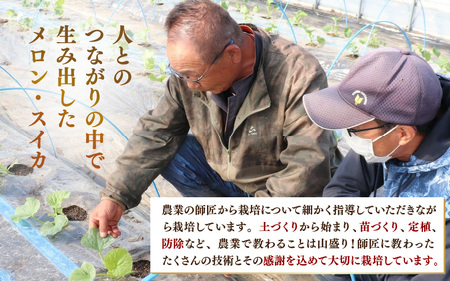 【先行予約】アールスメロン 2玉（約1.6kg以上×2玉）青肉品種 高級メロン！ ／ マスクメロン 大玉 果物 フルーツ 夏 ギフト 農家直送 ※2026年6月下旬以降発送  [aw065-a002]