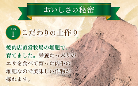 【先行予約】秋 アールスメロン 1玉（約1.6kg以上）青肉品種 高級メロン！ ／ マスクメロン 大玉 果物 フルーツ ギフト 農家直送 ※2026年9月中旬以降発送  [aw065-a008]