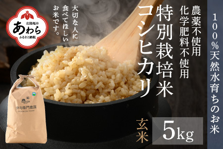 有機減農薬栽培　新米コシヒカリ福井県産の令和５年産　玄米10kg　 管理番号3