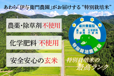 【先行予約】【令和6年産】コシヒカリ 玄米 5kg 特別栽培米 化学肥料不使用  ＜温度と湿度を常時管理し新鮮米を出荷！＞ / 伊与衛門農園の特別栽培米 高品質 鮮度抜群 福井県 あわら市産 ブランド米 R6 新米 北陸 お米 ご飯 ※2024年9月下旬より順次発送予定