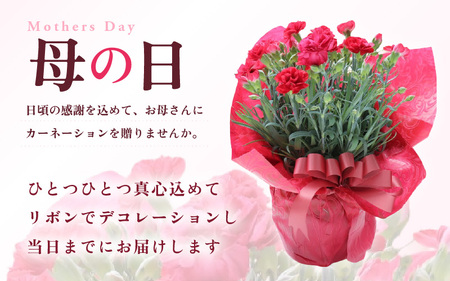 【25セット限定 先行予約】カーネーション 赤 5号 鉢植え 生花 ＜数量限定！想いを届ける母の日ギフト＞ / 花苗 花 贈り物 ギフト 女性 プレゼント 感謝 ※2026年5月6日～9日の間にお届け [aw062-a003]