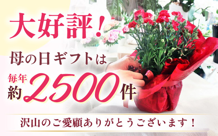 【25セット限定 先行予約】カーネーション 赤 5号 鉢植え 生花 ＜数量限定！想いを届ける母の日ギフト＞ / 花苗 花 贈り物 ギフト 女性 プレゼント 感謝 ※2026年5月6日～9日の間にお届け [aw062-a003]