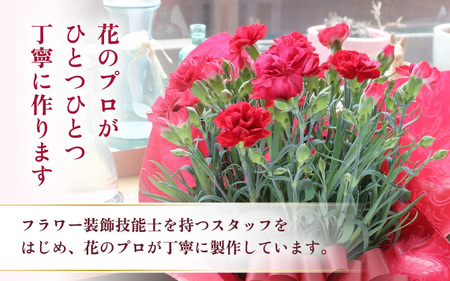 【25セット限定 先行予約】カーネーション 赤 5号 鉢植え 生花 ＜数量限定！想いを届ける母の日ギフト＞ / 花苗 花 贈り物 ギフト 女性 プレゼント 感謝 ※2026年5月6日～9日の間にお届け [aw062-a003]
