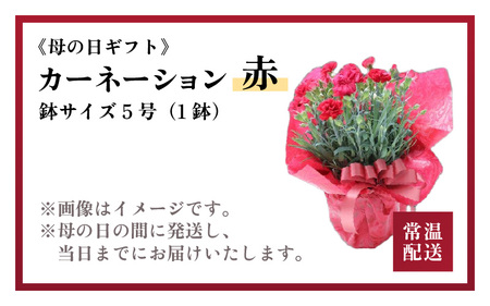 【25セット限定 先行予約】カーネーション 赤 5号 鉢植え 生花 ＜数量限定！想いを届ける母の日ギフト＞ / 花苗 花 贈り物 ギフト 女性 プレゼント 感謝 ※2026年5月6日～9日の間にお届け [aw062-a003]